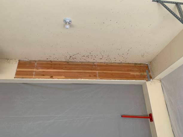 Best Mold Odor Removal Services  in USA